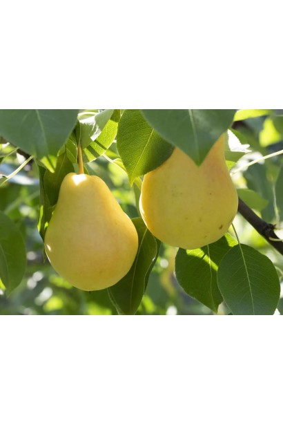 Груша звичайна Лимонка